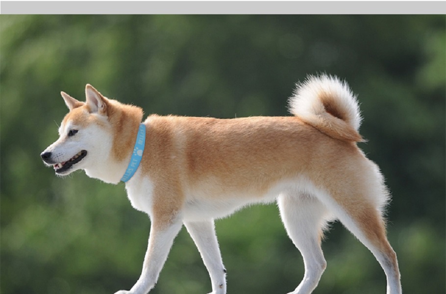 Dye Sublimated Dog Collar 4