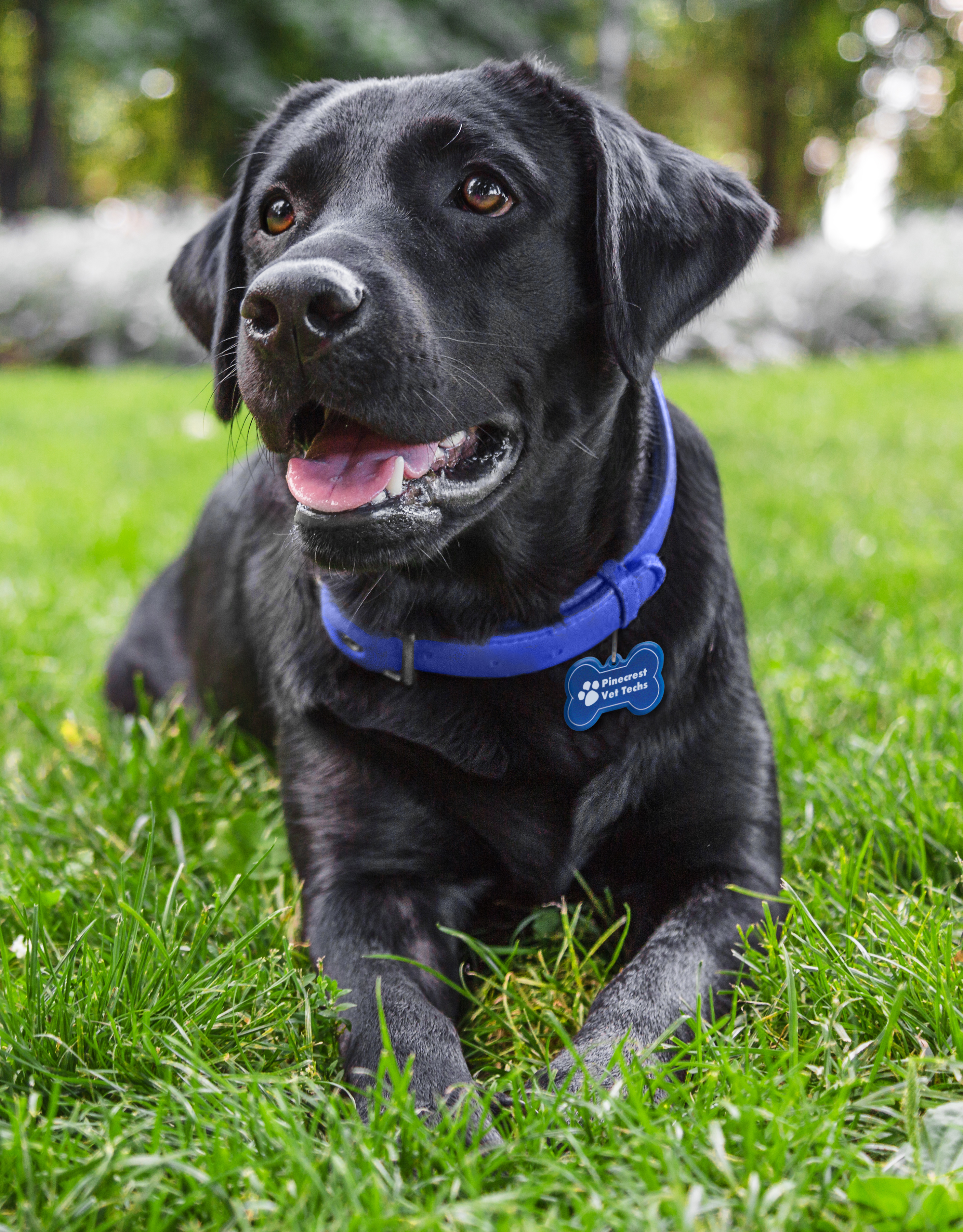 Dog Bone Reflective Collar Tag 6