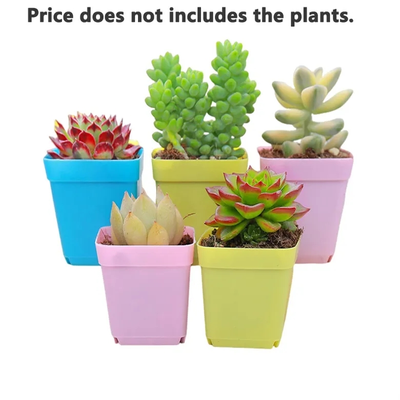 Plastic Square Planting Pot 5