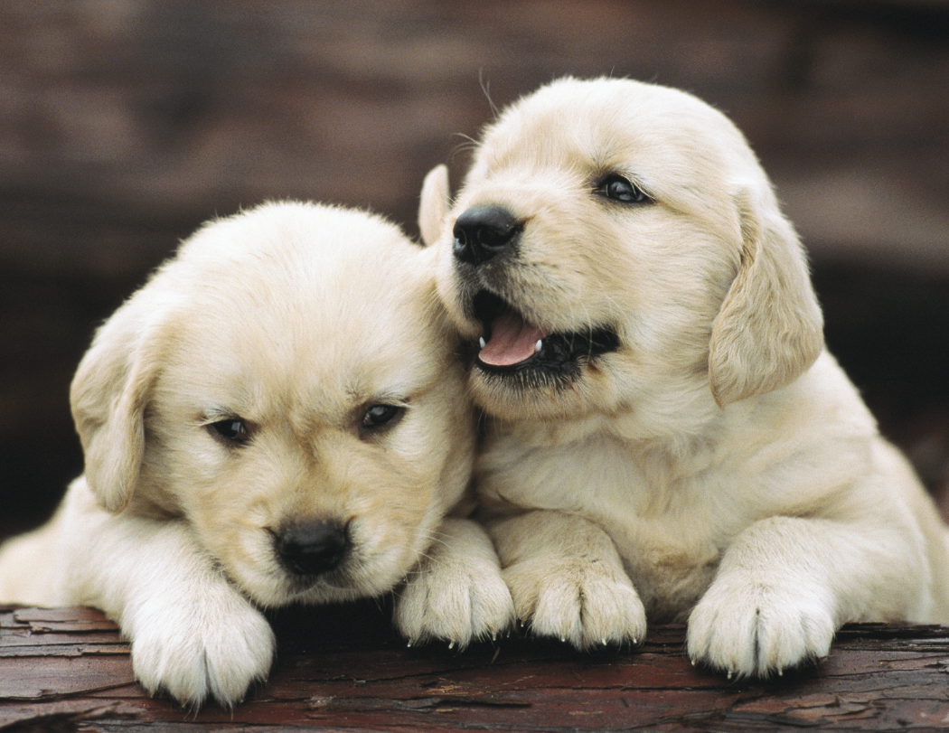 Triumph® Calendars Puppies Calendar 51