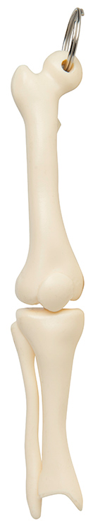 Knee Joint Keyring 5