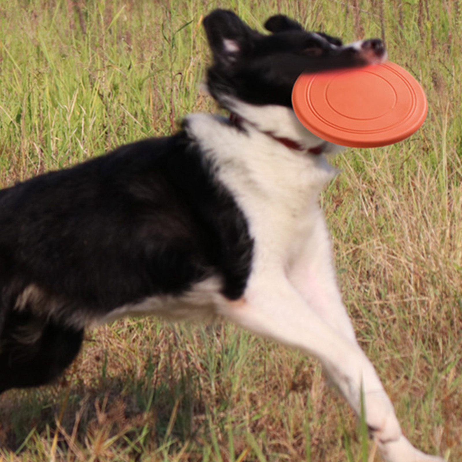 Dog Flying Disc/Frisbee/Flyer 3