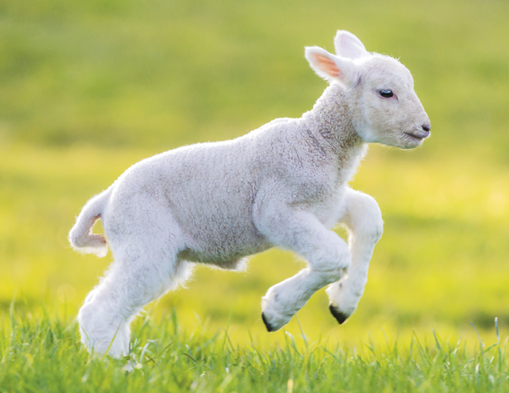 Good Value™ Baby Farm Animals - Stapled Calendar 43