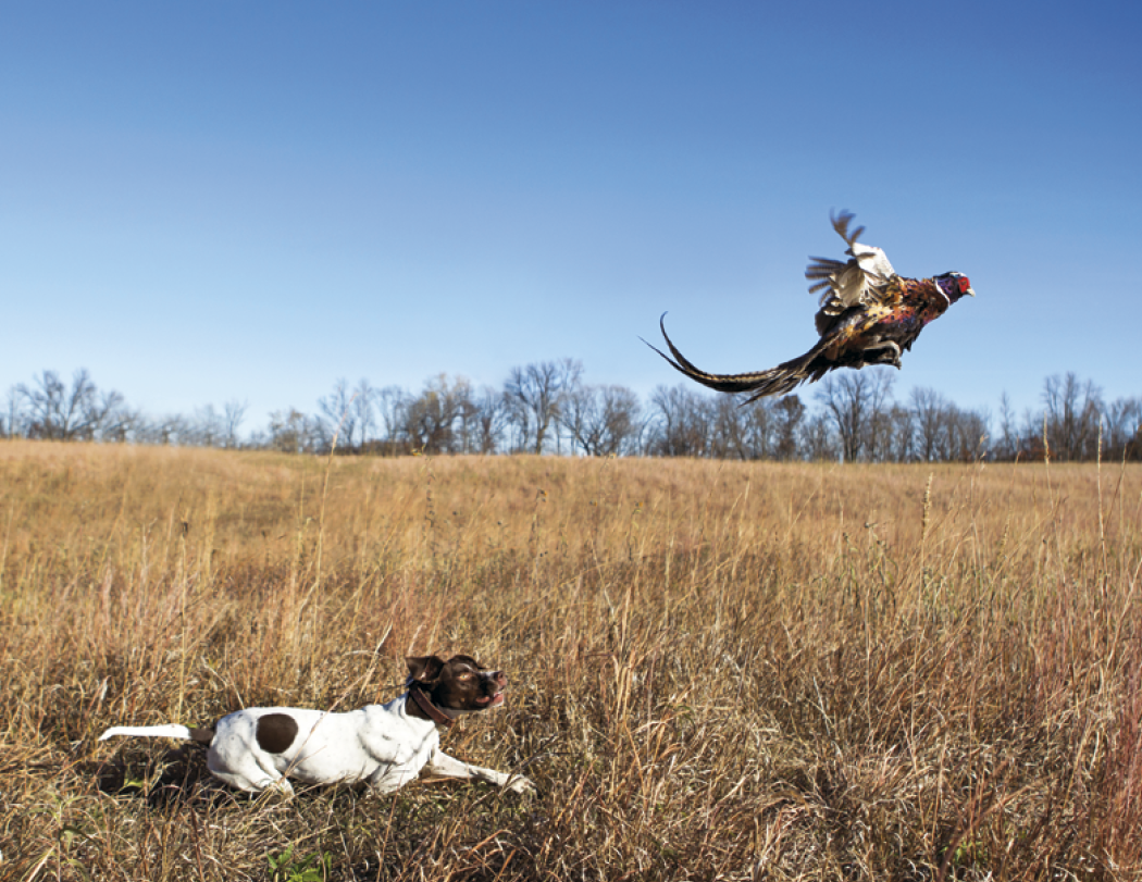 Good Value™ Sporting Dogs - Stapled Calendar 20