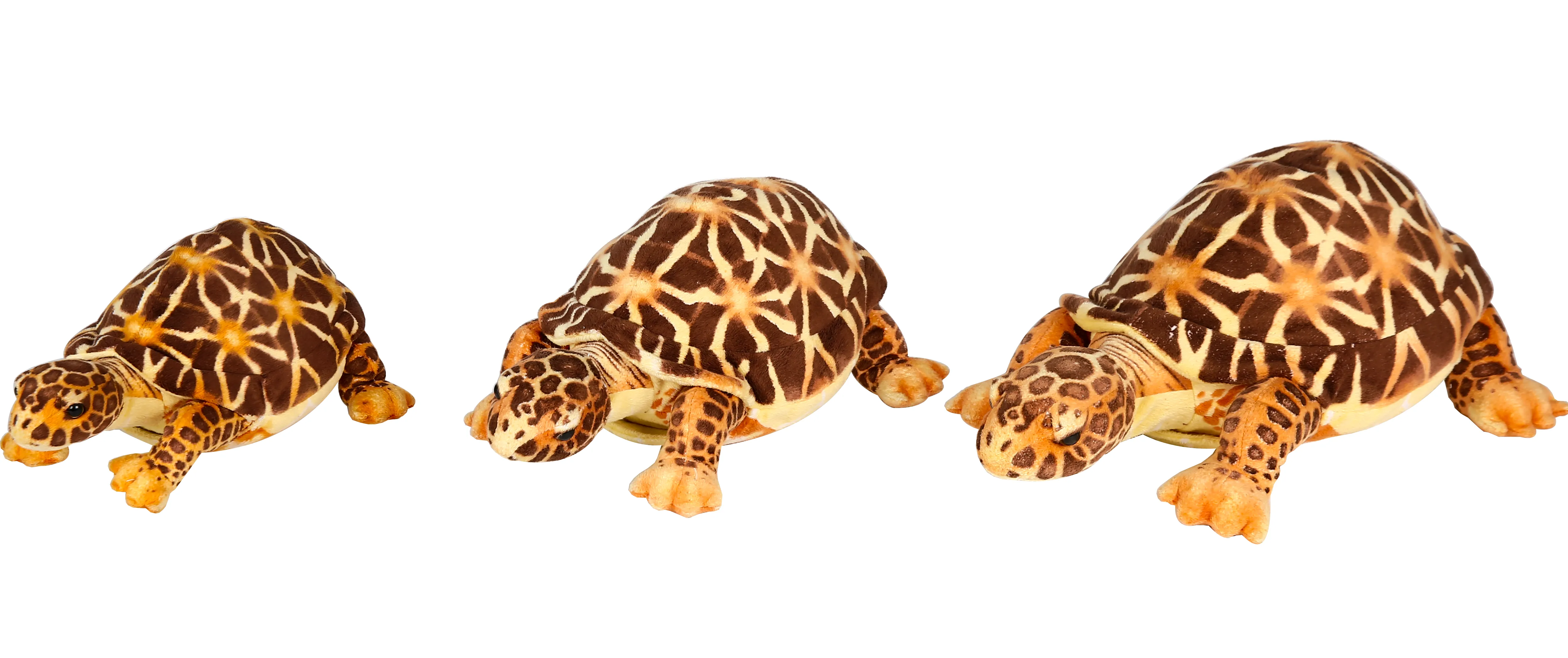 Brown Tortoises 3 sizes 2