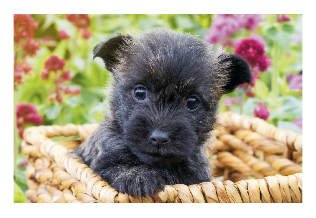 Triumph® Calendars Puppies & Kittens Pocket Calendar 16