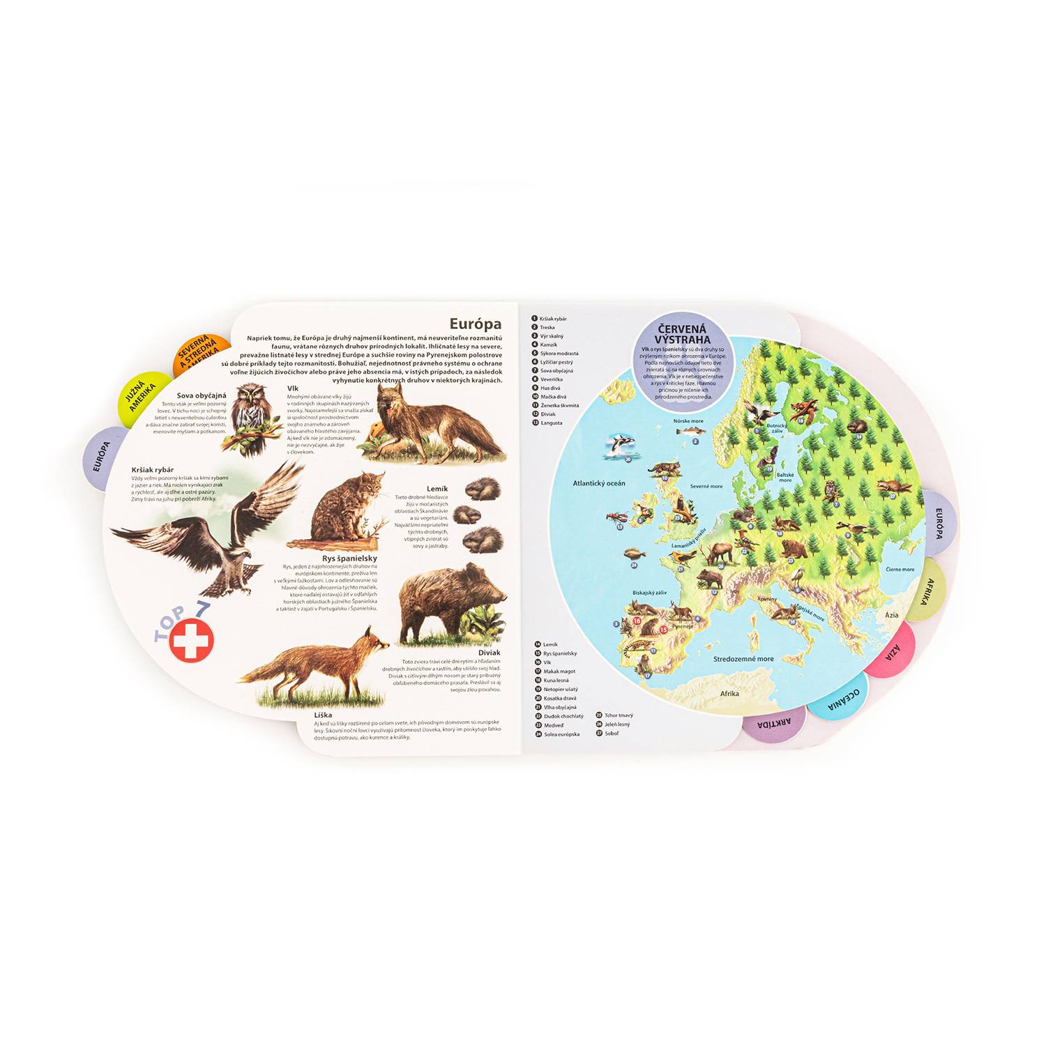 Colorful Die-Cut Indexed Board Book 7