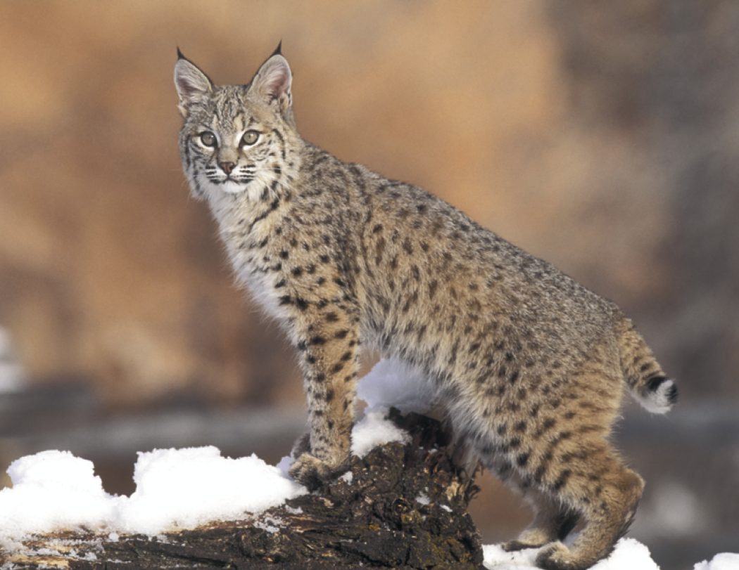 Good Value™ Wildlife Portraits - Window Calendar 49