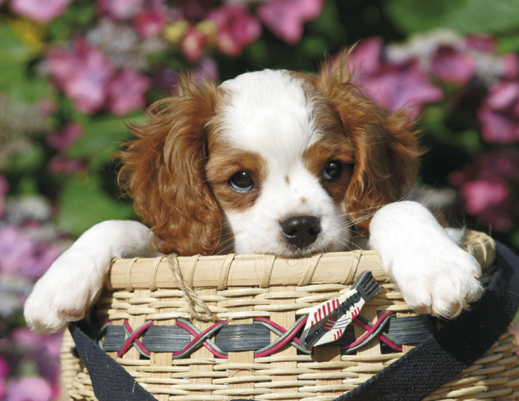 Triumph® Calendars Puppies Calendar 55
