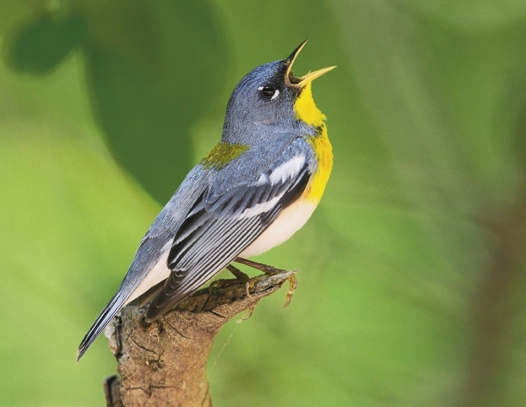 HotLine® Products Songbirds Appointment Calendar - Stapled 24