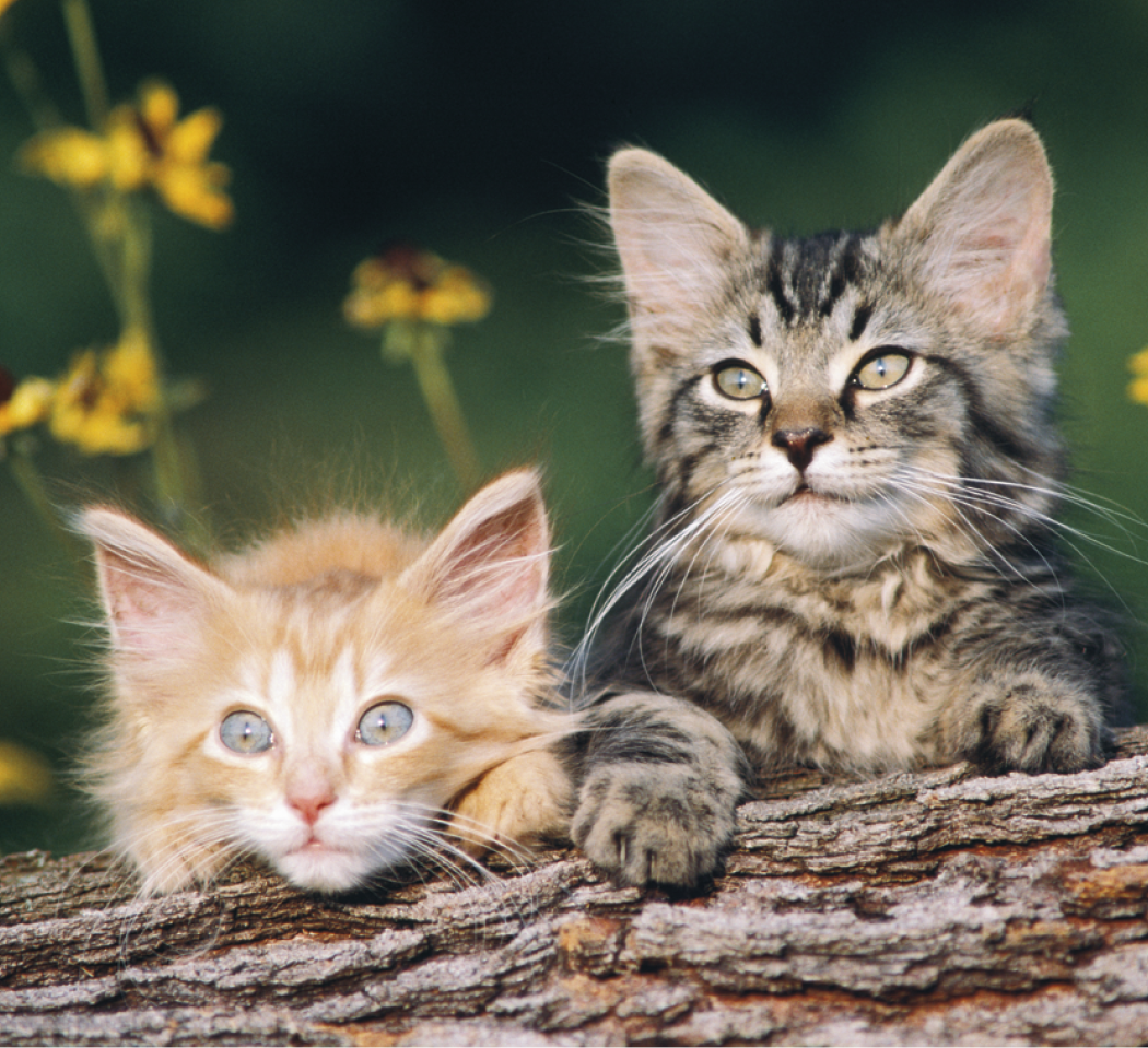 Good Value™ Puppies & Kittens - Mini Calendar 49