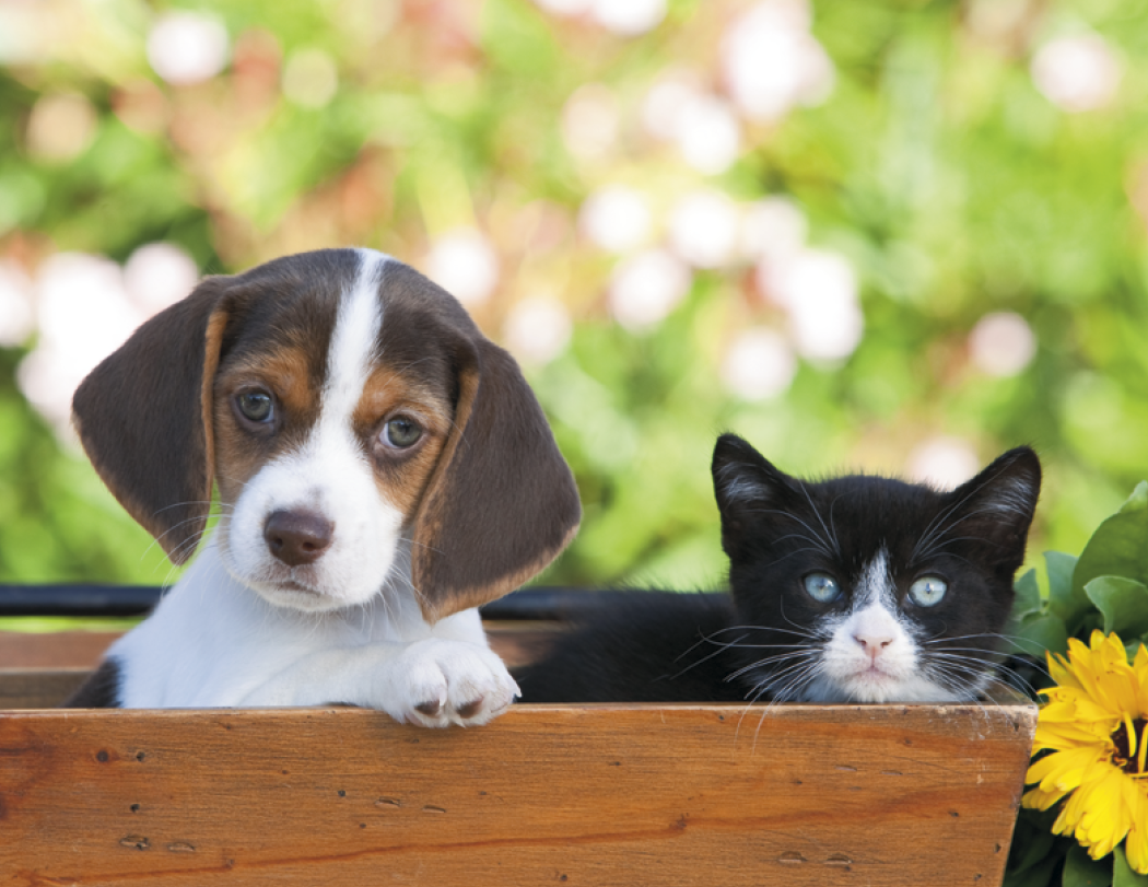 Good Value™ Puppies & Kittens - Spiral Calendar 1