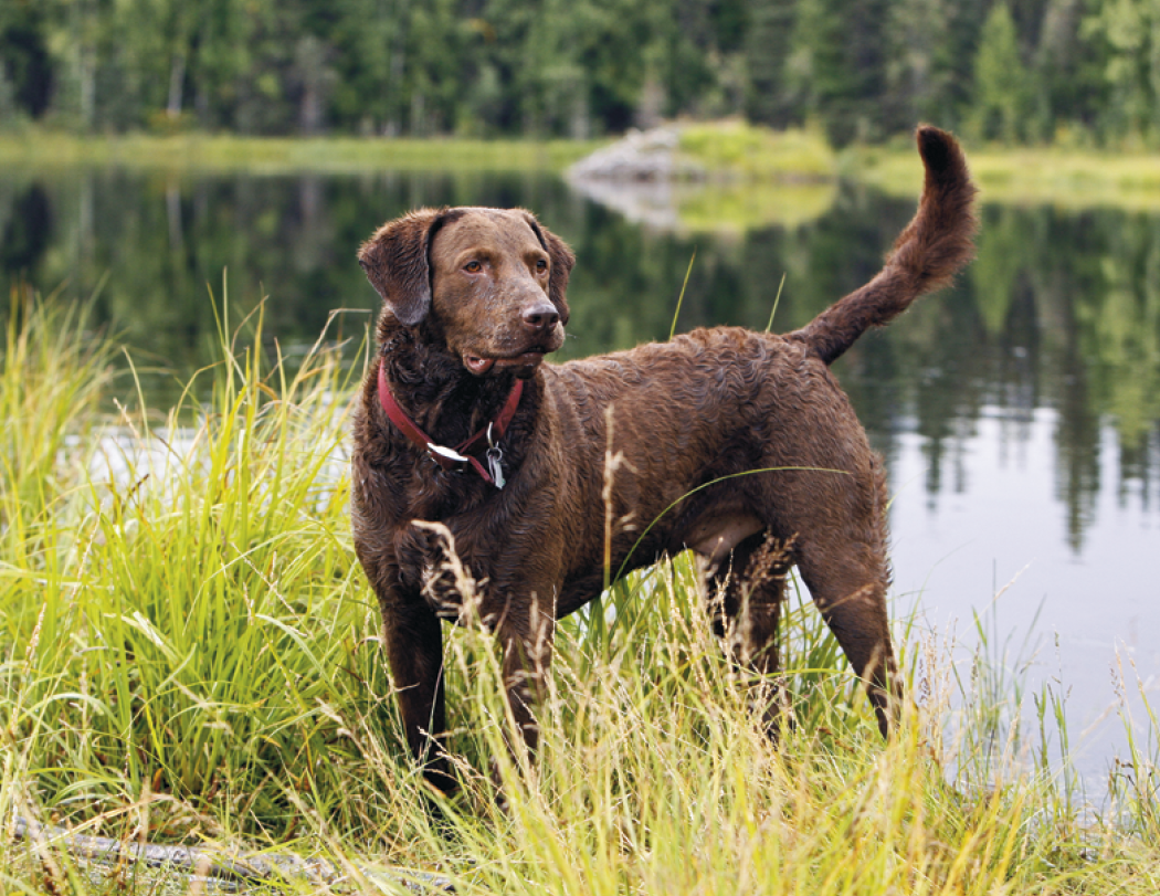 Good Value™ Sporting Dogs - Stapled Calendar 11