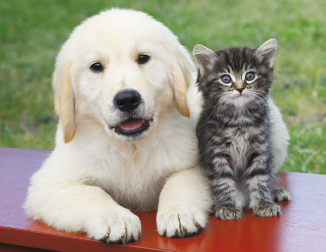 Good Value™ Puppies & Kittens - Spiral Calendar 29