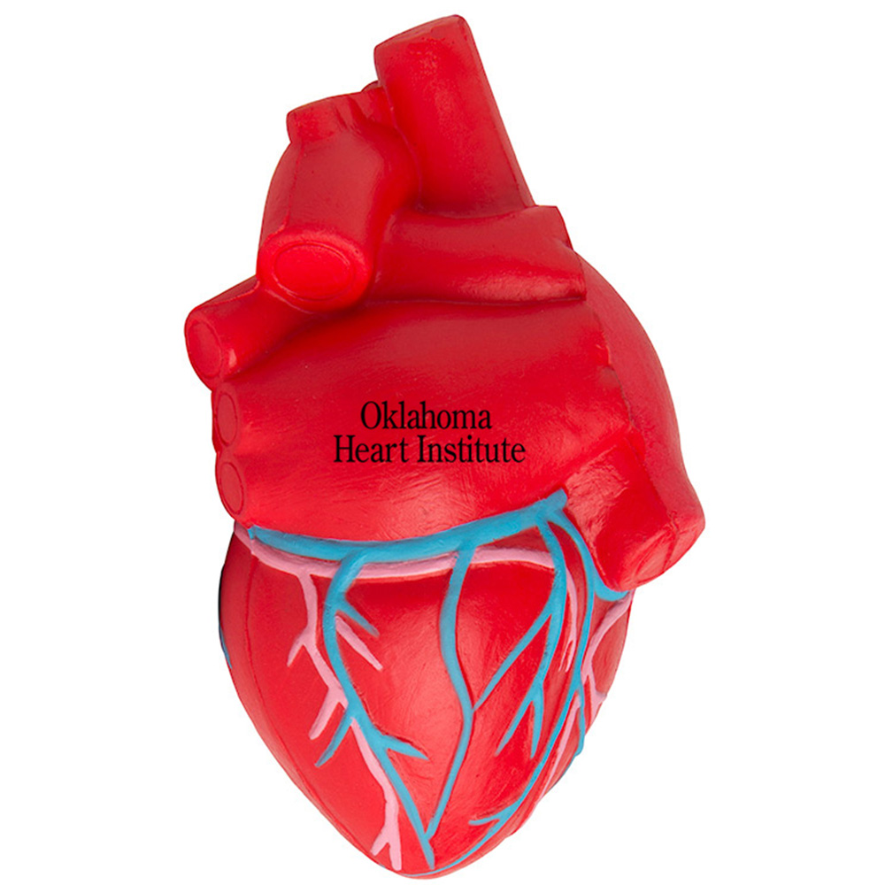 Anatomic Heart with Veins Stress Reliever 3