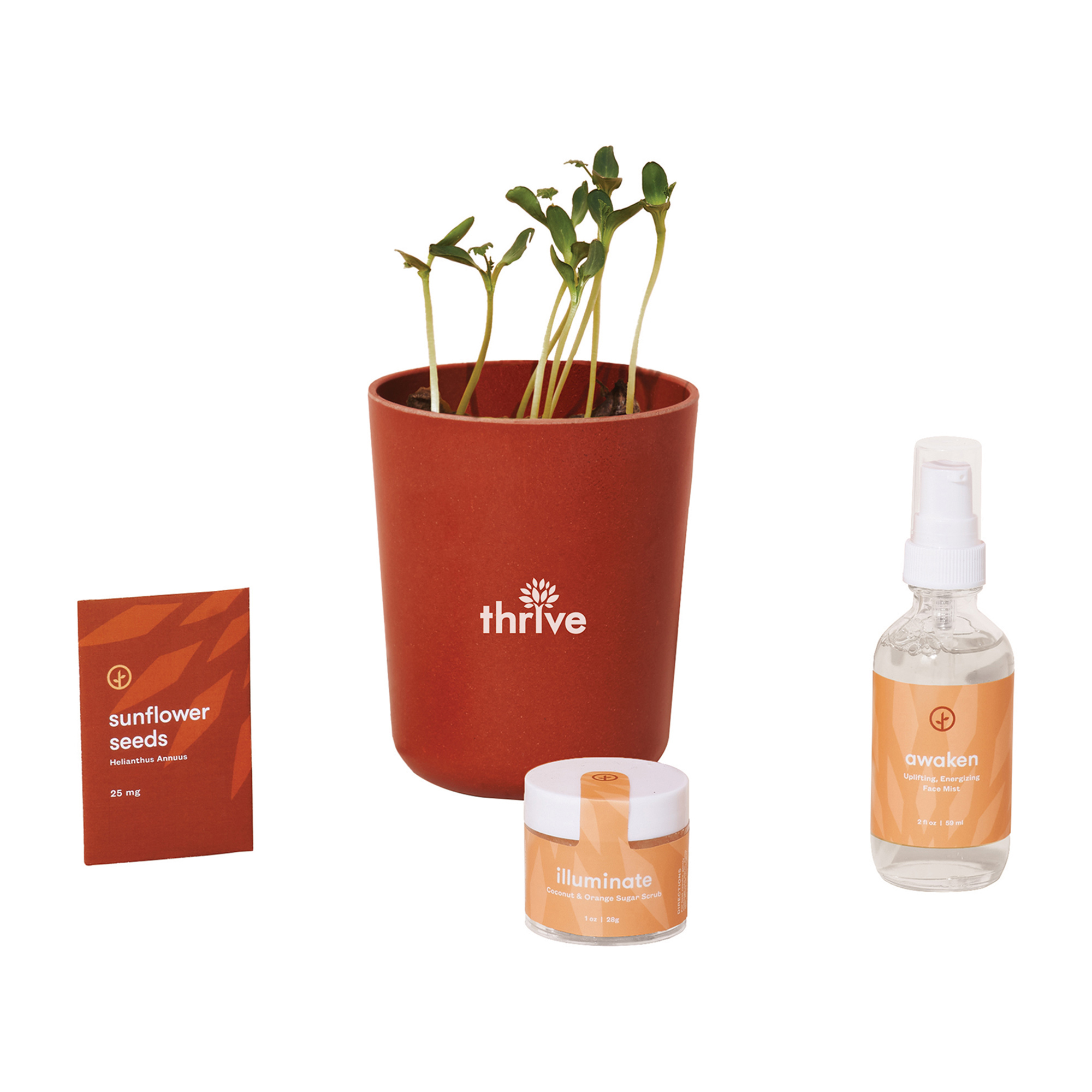 Modern Sprout® Shine Bright Take Care Kit - Sunflower 3