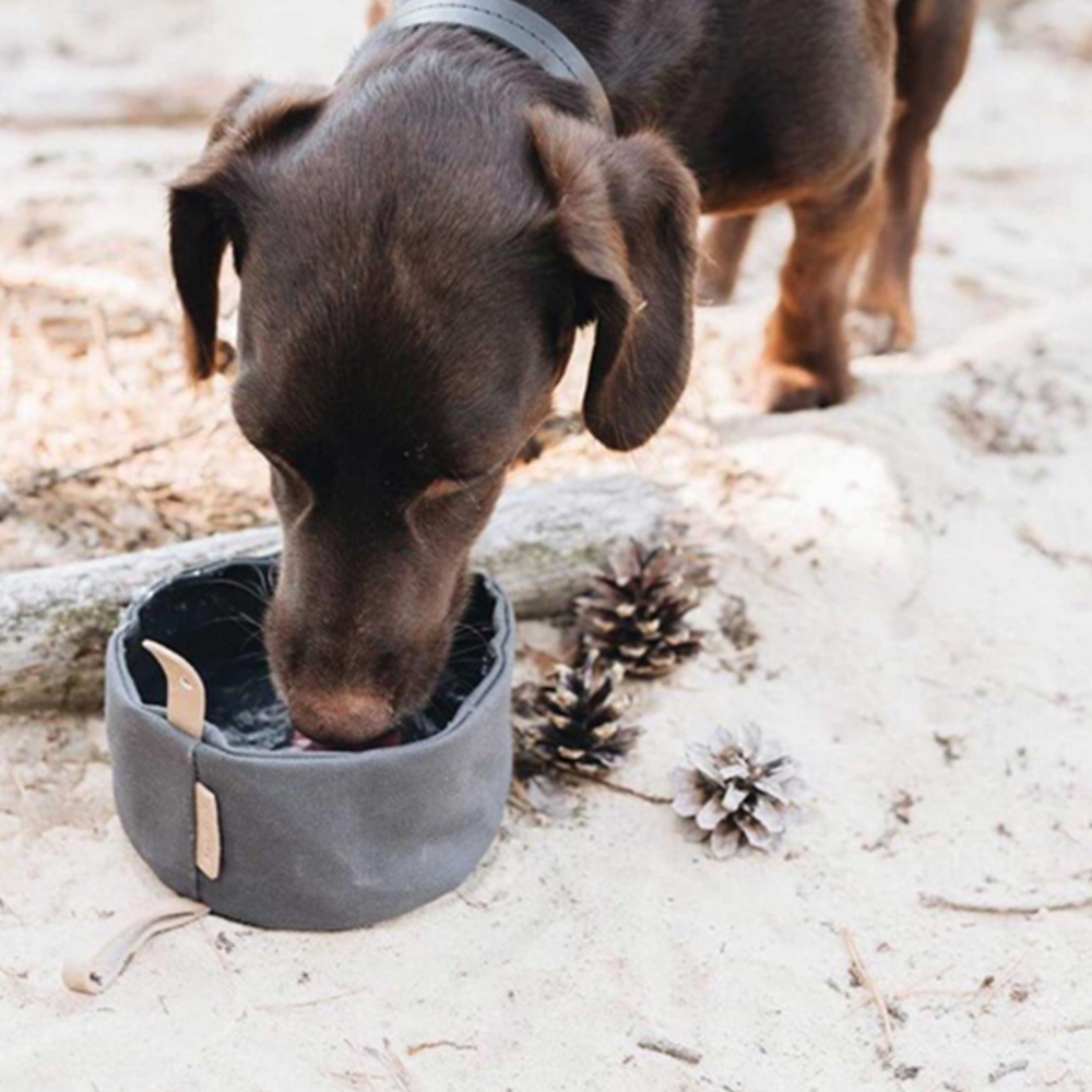 Portable Pet Treat Travel Bowl 5