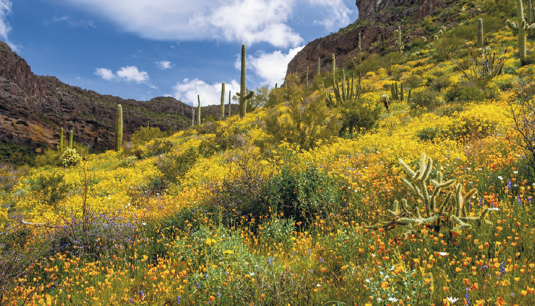 Triumph® Calendars American Splendor with Date Blocks Calendar 41