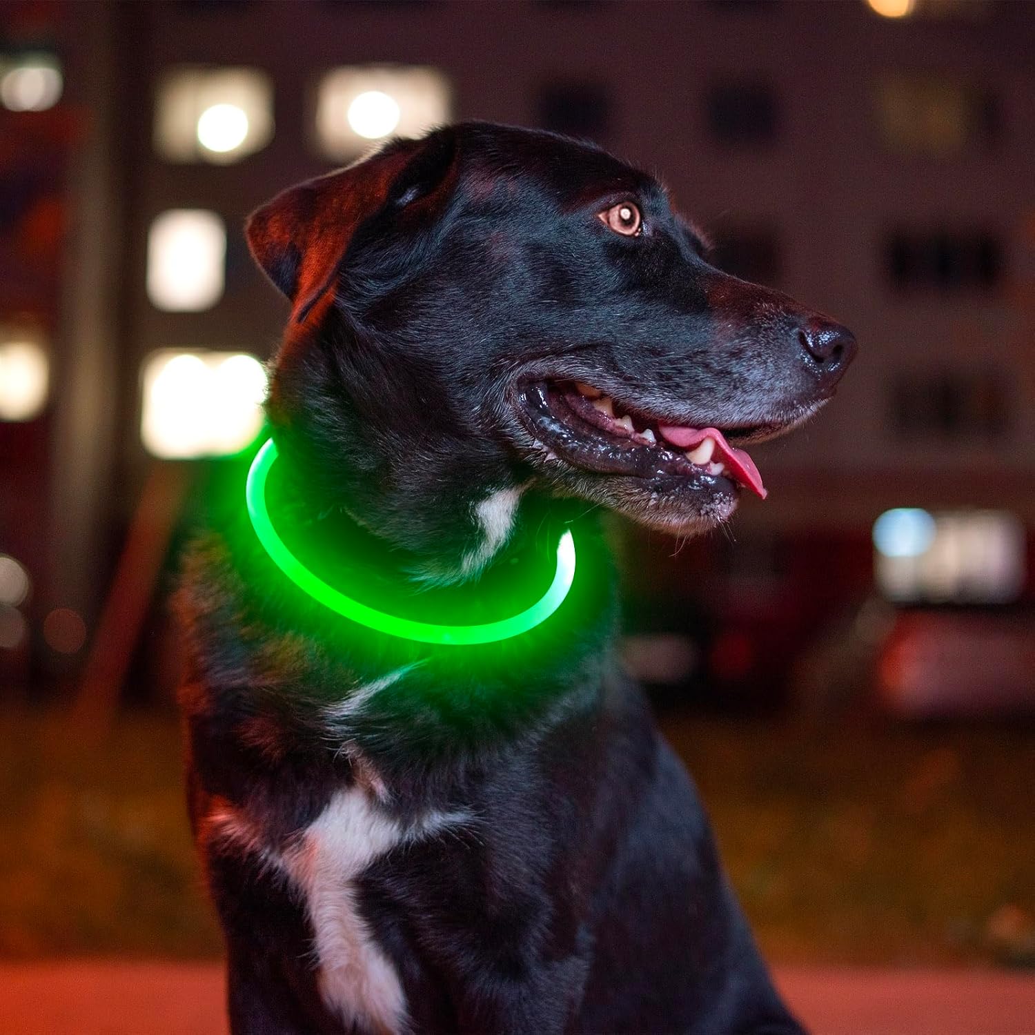 Led Dog Collar 3