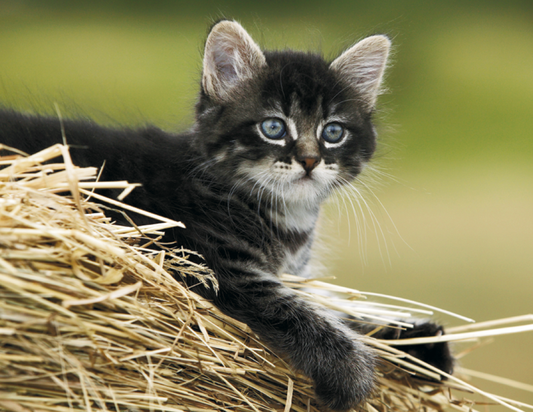 HotLine® Products Four Paws Appointment Calendar - Stapled 28