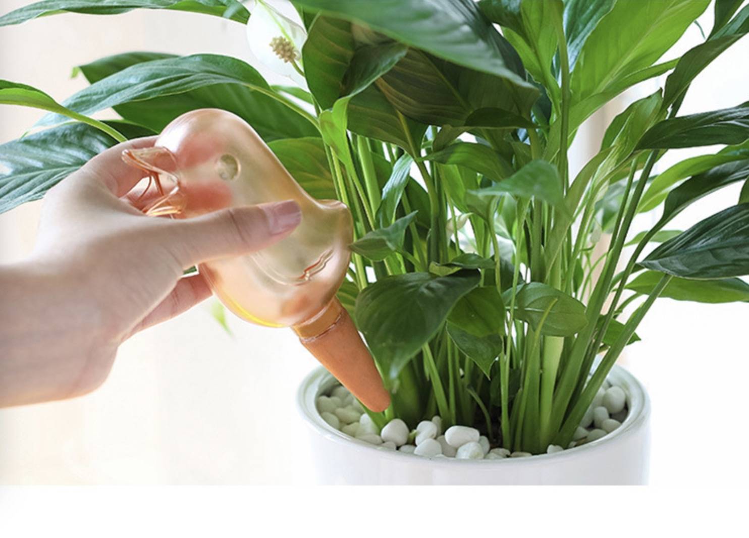 Automatic Bird Waterer Devices 4