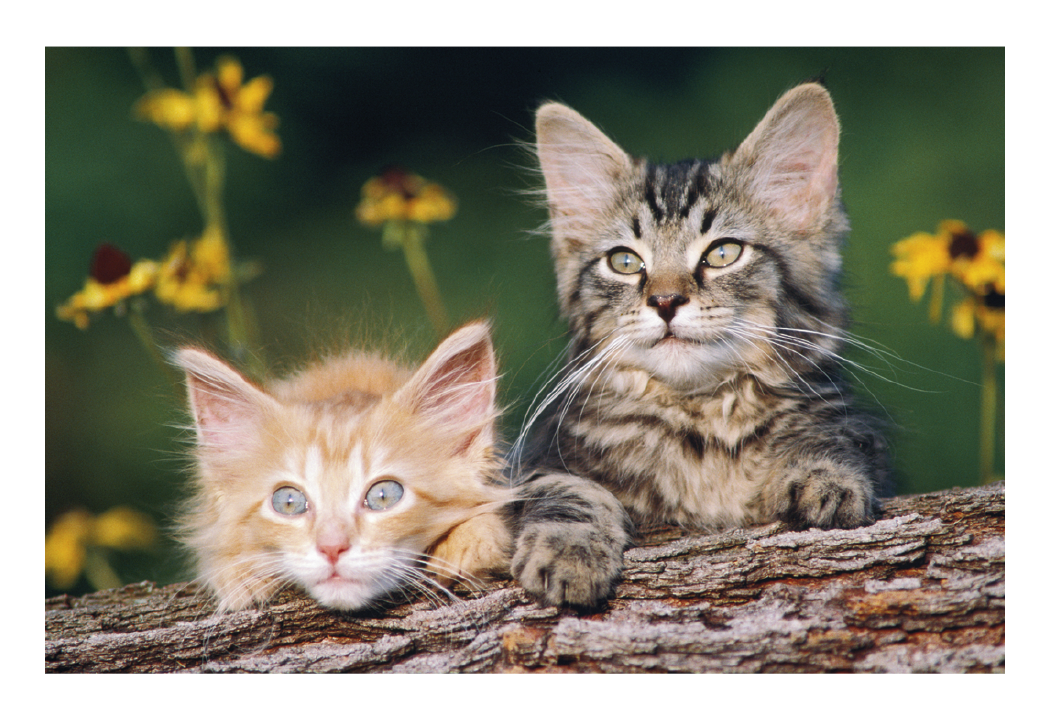 Triumph® Calendars Puppies & Kittens Pocket Calendar 7