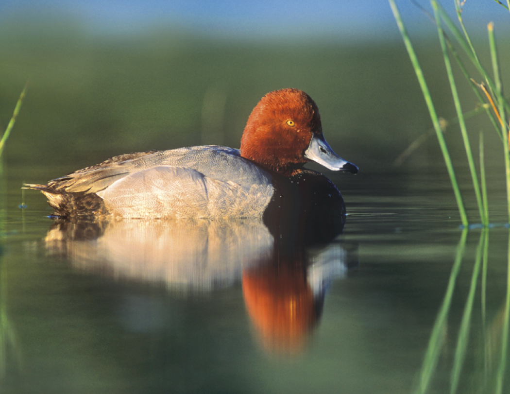 Good Value™ Waterfowl - Stapled Calendar 34