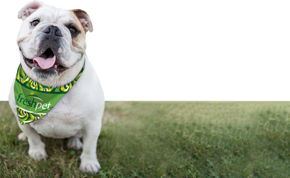 Full-Color Dog Bandana
