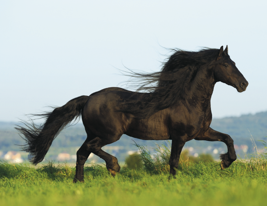 Triumph® Calendars Horses Calendar 109