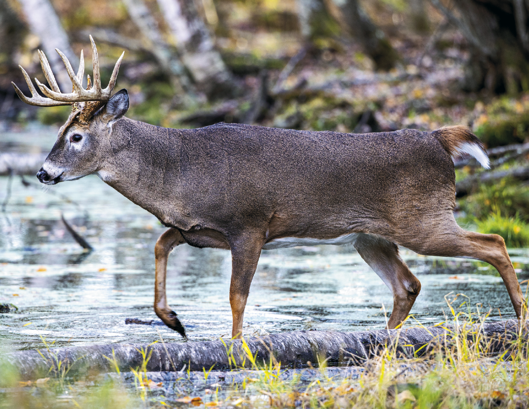 HotLine® Products Trophy Whitetail Deer Appointment Calendar - Stapled 18