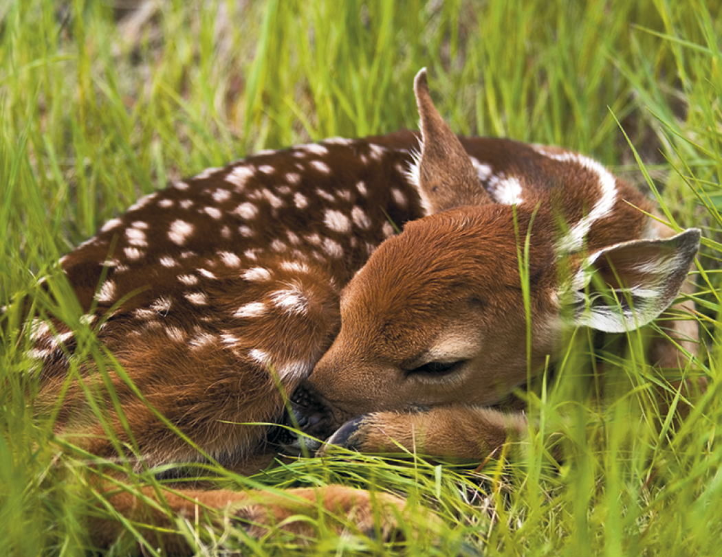 HotLine® Products Animal Babies Appointment Calendar - Stapled 29