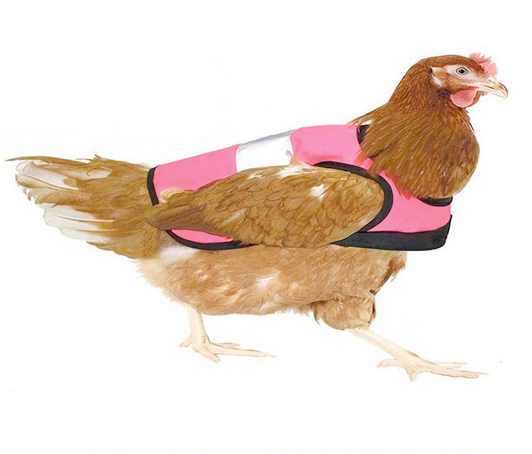 Pet Reflective Vest Chicken Hen Poultry Saddle 3