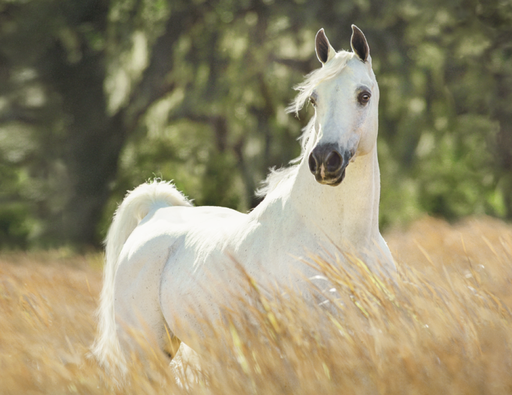 Triumph® Calendars Horses Calendar 23
