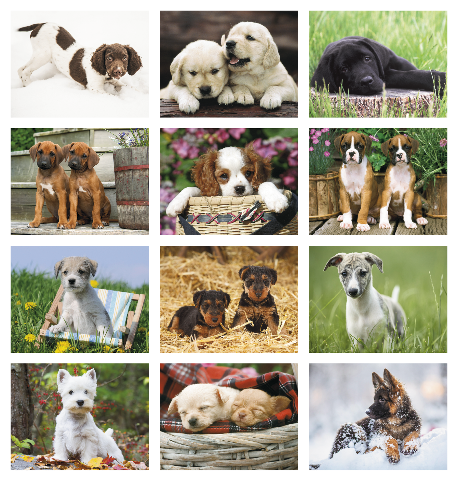 Triumph® Calendars Puppies Calendar 45