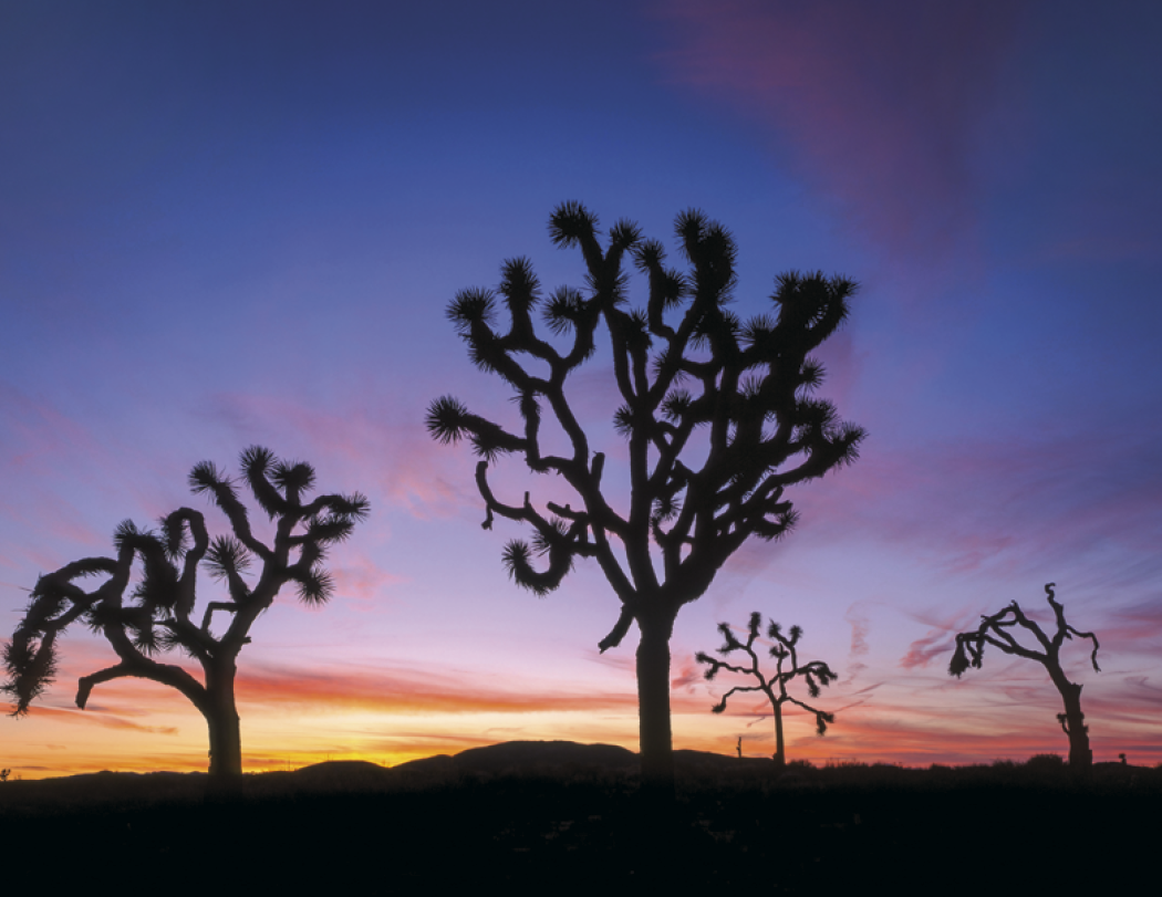 Triumph® Calendars Sunrise Sunset Calendar 24