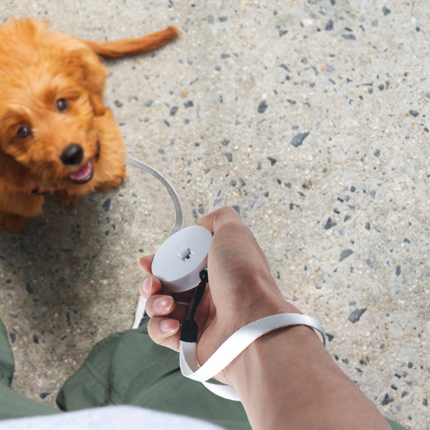 Pet Mini Retractable Dog Leash 5