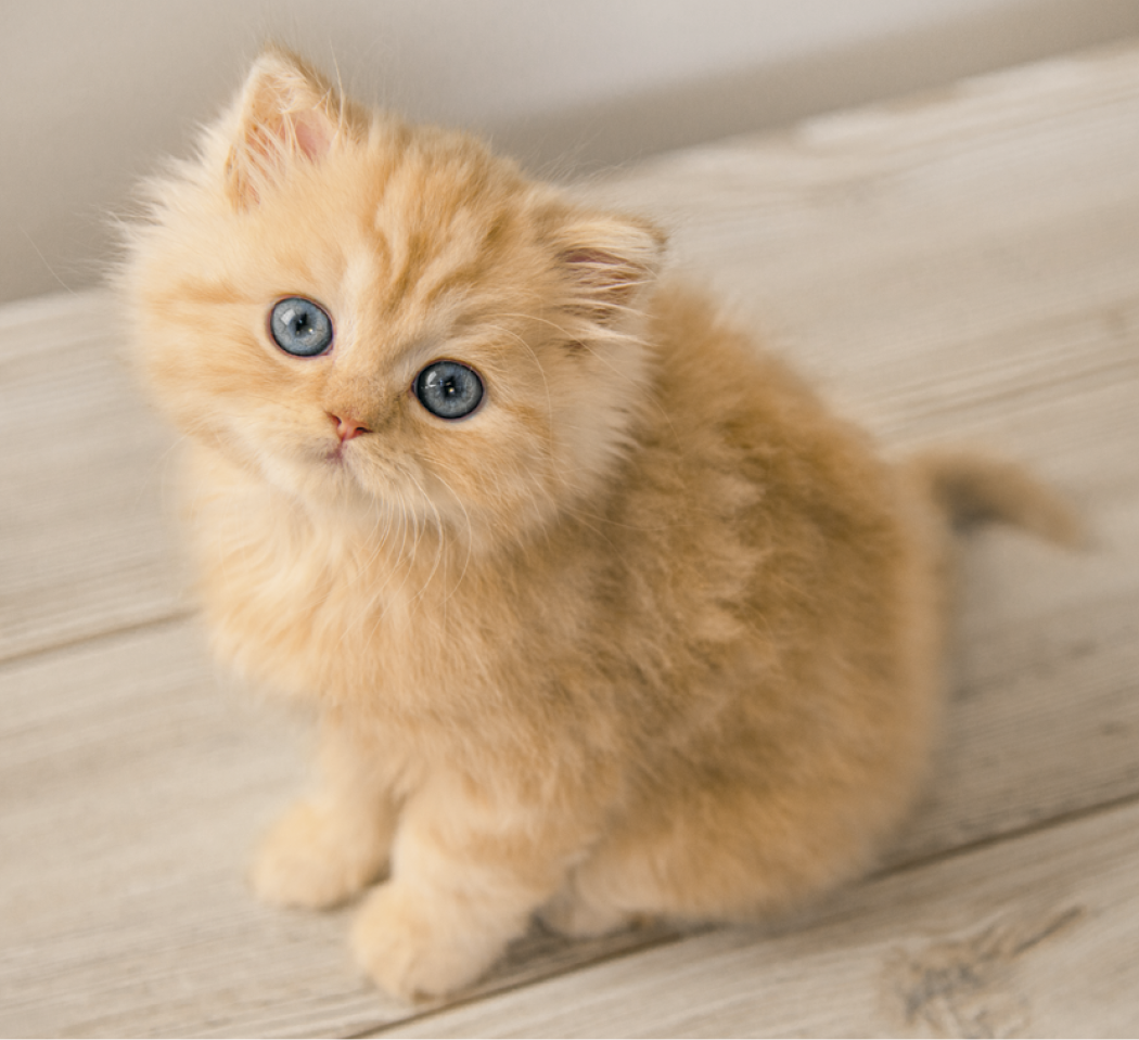Good Value™ Puppies & Kittens - Mini Calendar 6