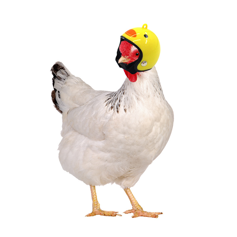Personalized Poultry Mini Helmet 3