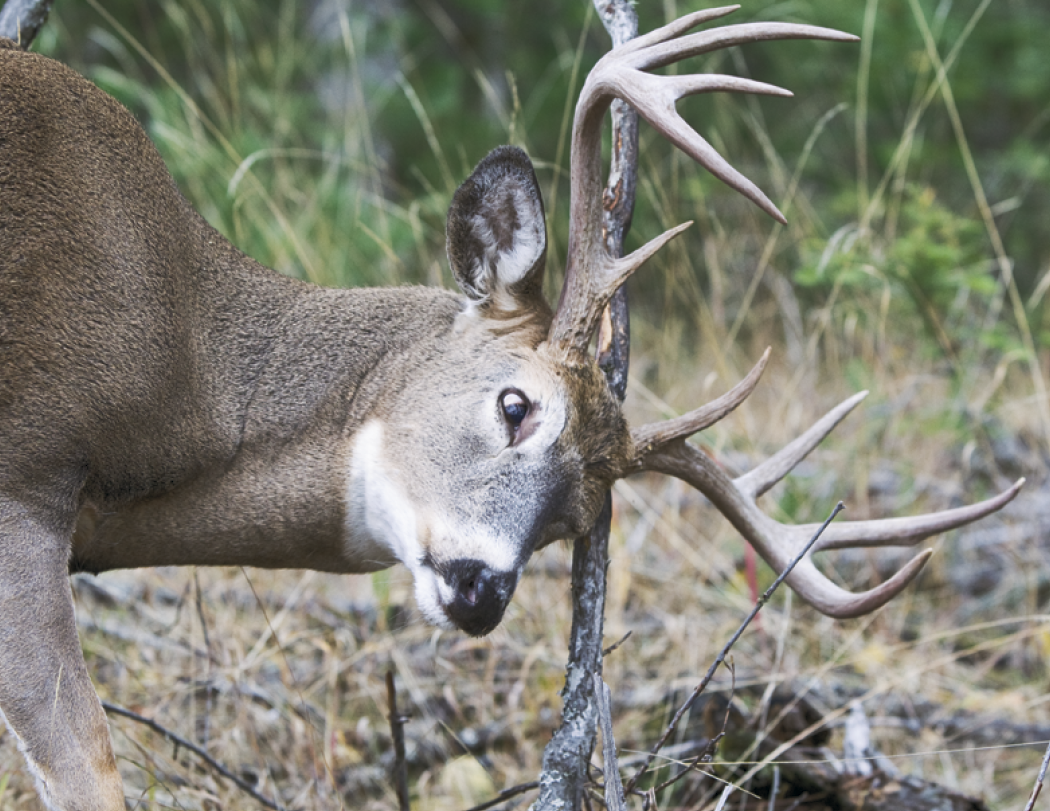 HotLine® Products Trophy Whitetail Deer Appointment Calendar - Stapled 49