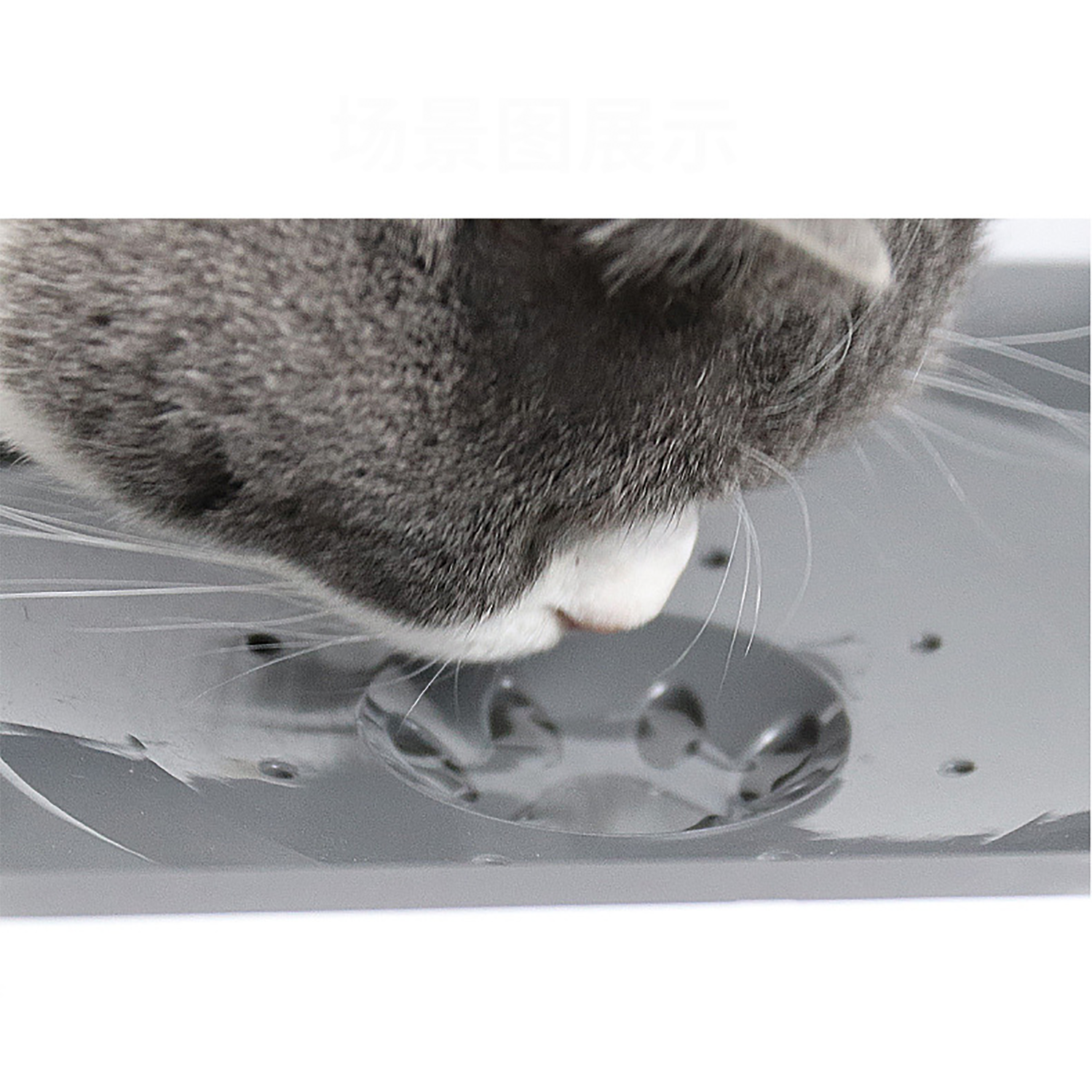Pet Bowls 6