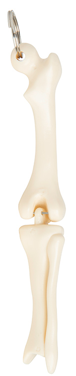 Knee Joint Keyring 4