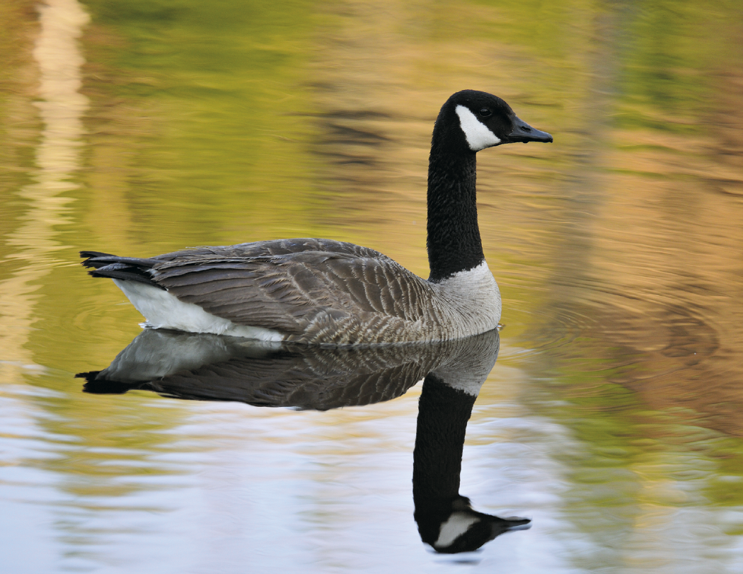 HotLine® Products Wildlife Appointment Calendar - Stapled 35