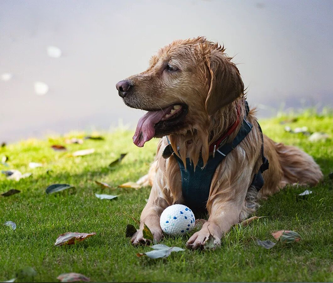 Dog's Toy Ball 3