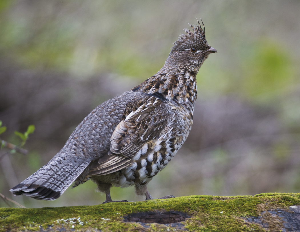 Good Value™ Wildlife Portraits - Spiral Calendar 49