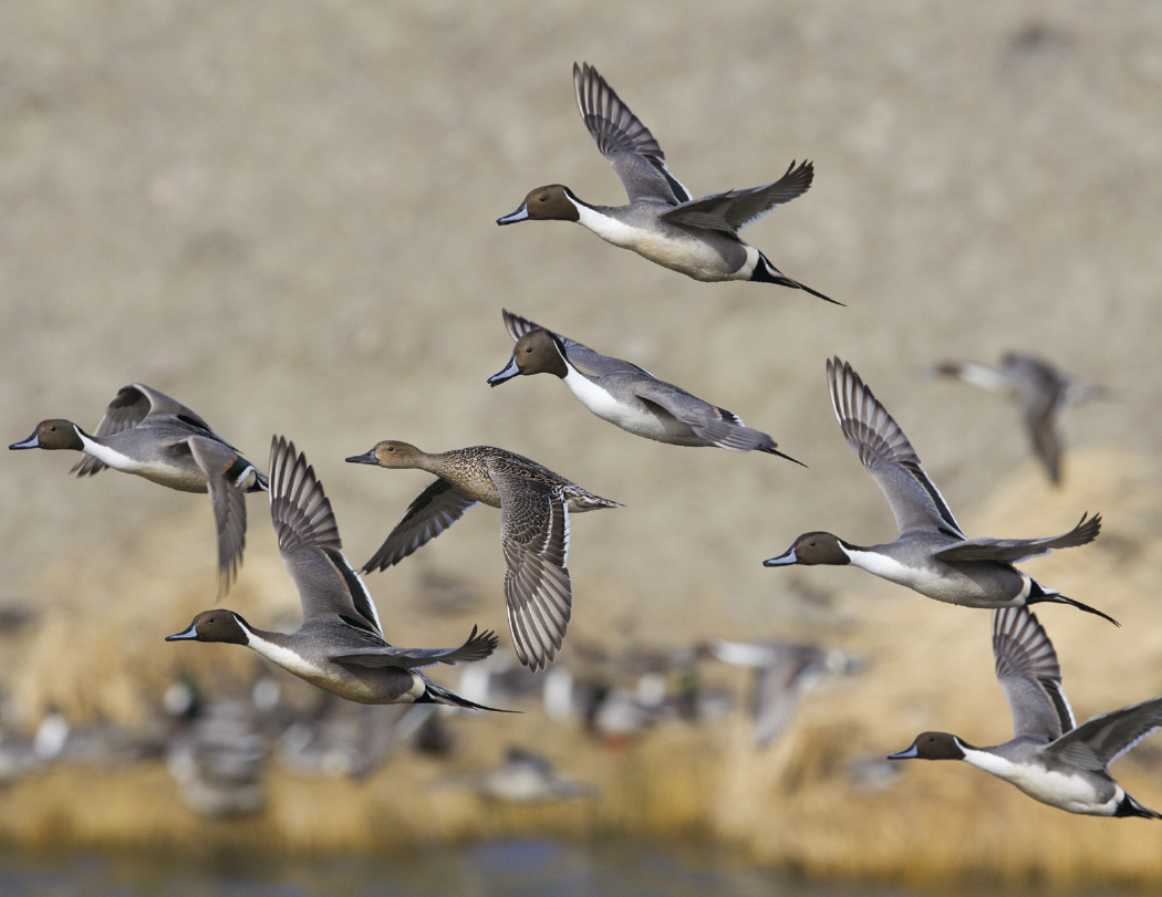 HotLine® Products Wildlife Appointment Calendar - Stapled 13