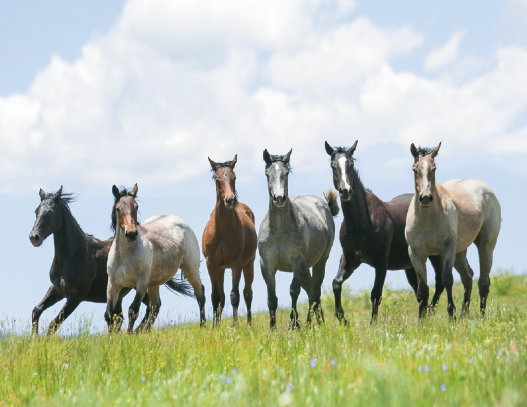 Triumph® Calendars Horses Calendar 64