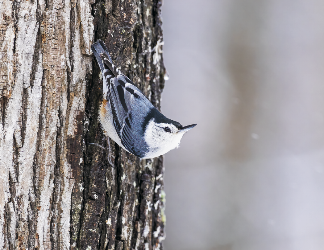 HotLine® Products Songbirds Appointment Calendar - Stapled 30