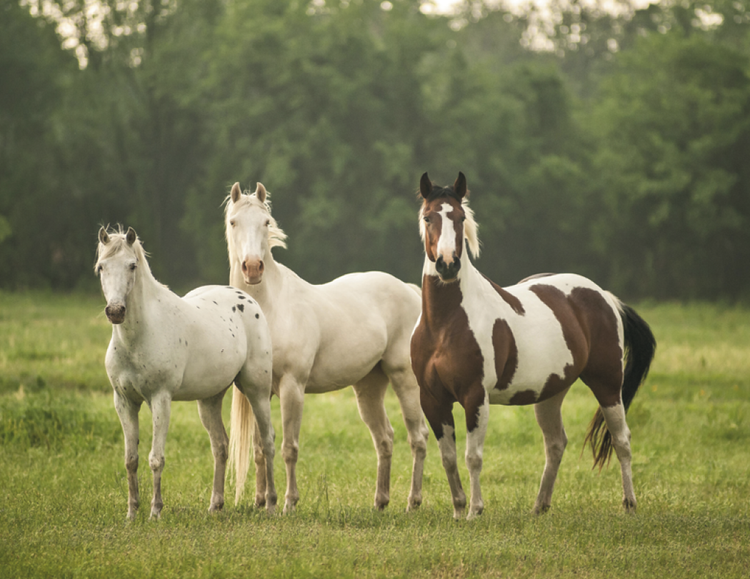 Triumph® Calendars Horses Calendar 29