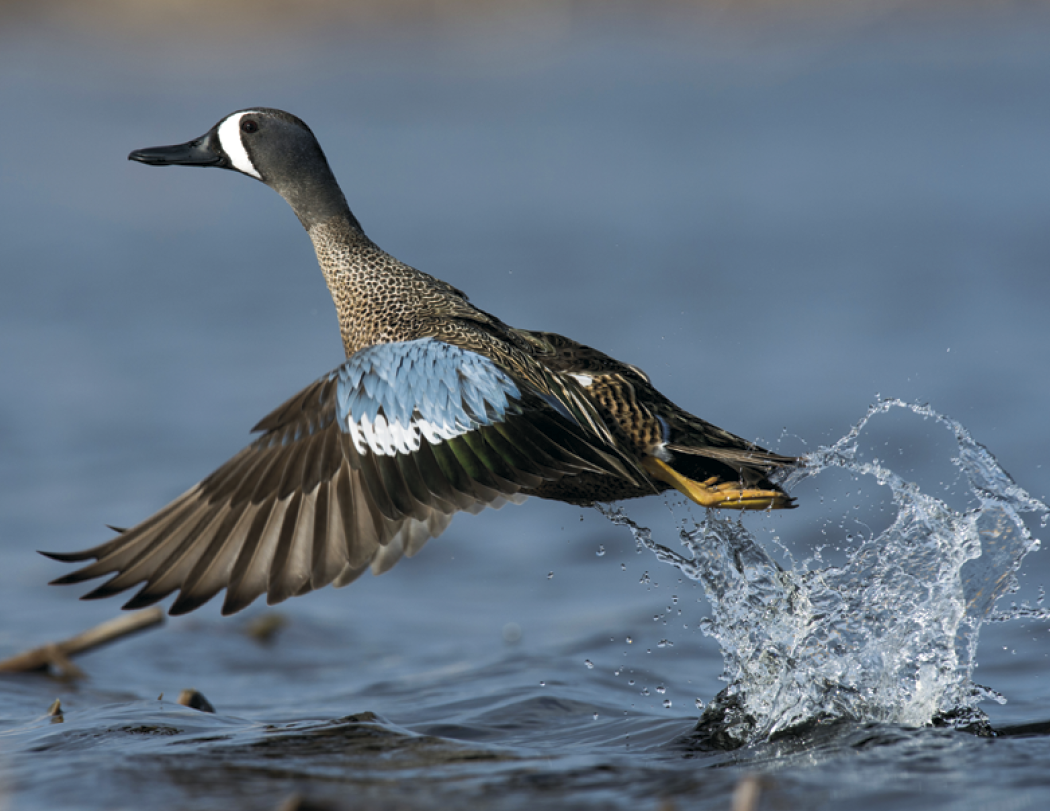 Good Value™ Waterfowl - Stapled Calendar 4