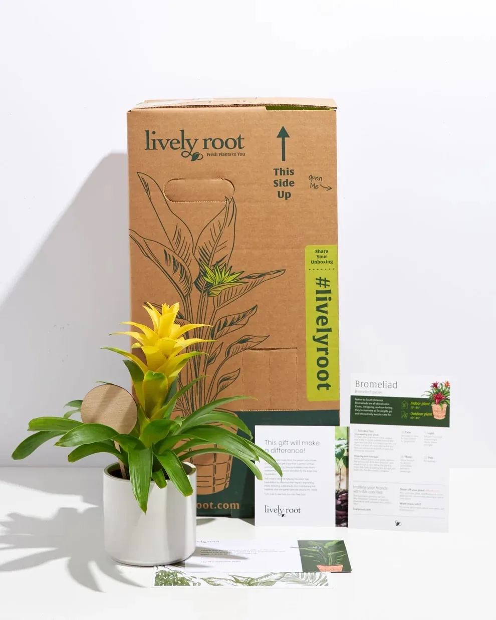 Assorted Bromeliad Plant Kit